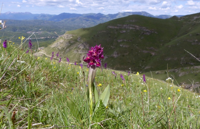 Monte Doro e Cima della Laghetta, le orchidee e i loro ambienti - luglio 2025.